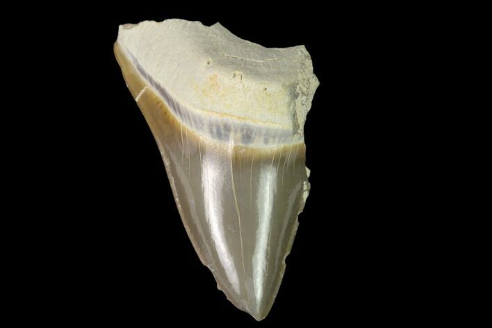 Bargain, Fossil Shark (Cretoxyrhina) Tooth - Kansas #142954